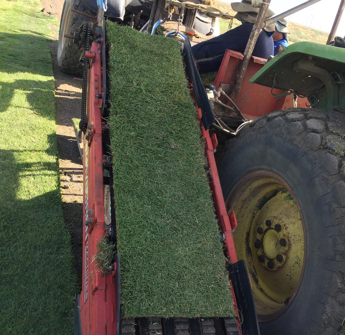 שטיחי דשא מוכנים באספקה ישירה